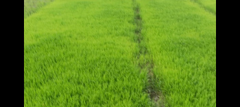  Agricultural Land for Sale in Malavalli, Mandya