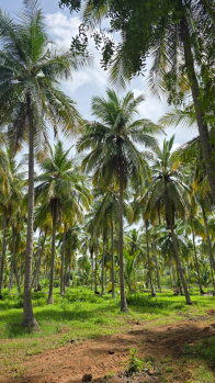 Agricultural Land for Sale in Virattipathu, Madurai