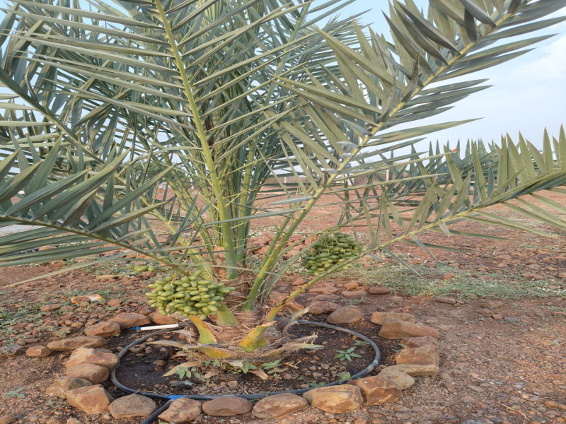  Agricultural Land 605 Sq. Yards for Sale in Sangareddy Hyderabad