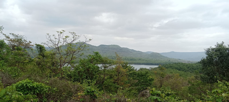  Agricultural Land 21 Acre for Sale in Mhasla, Raigad