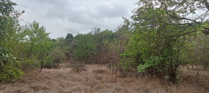 Agricultural Land 21 Acre for Sale in Mhasla, Raigad