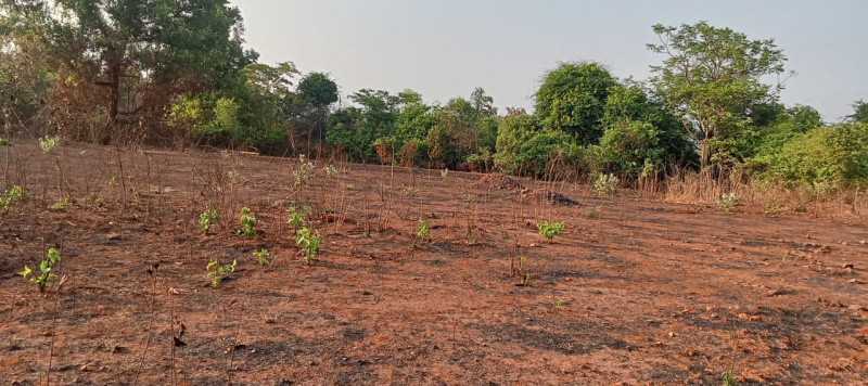  12 Acre Agricultural/Farm Land for Sale in Tala, Raigad