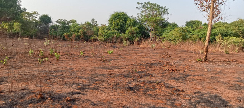  12 Acre Agricultural/Farm Land for Sale in Tala, Raigad