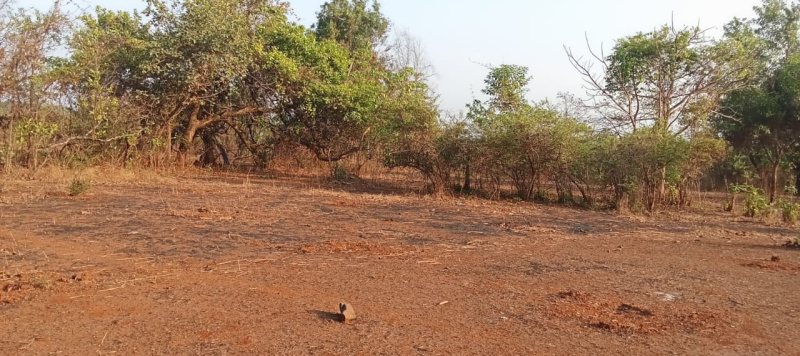  12 Acre Agricultural/Farm Land for Sale in Tala, Raigad