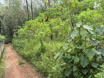  Residential Plot for Sale in Nallila, Kollam