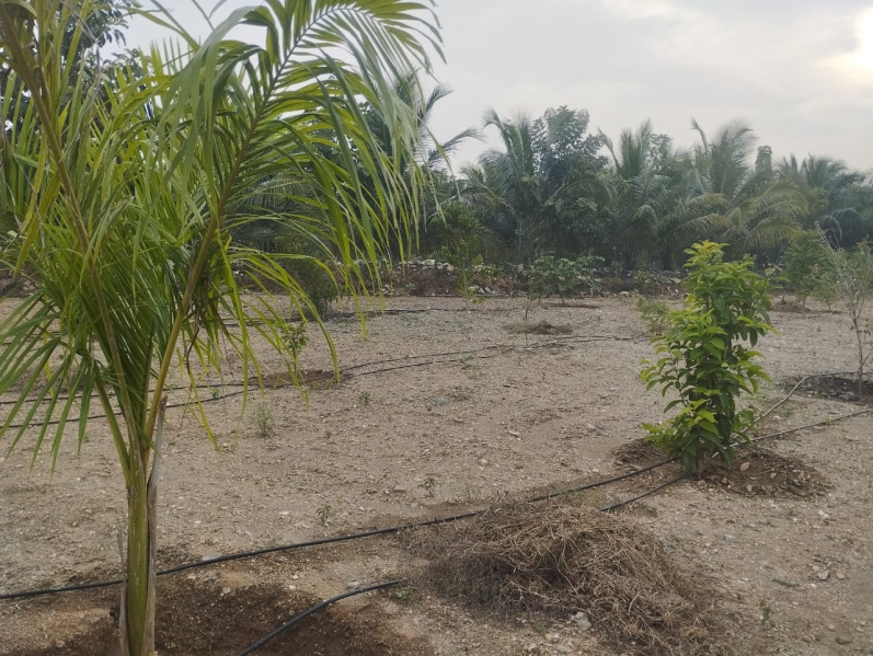  Agricultural Land 550 Sq.ft. for Sale in Sirumugai, Coimbatore