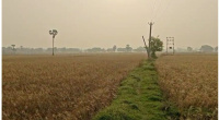 Agricultural Land for Sale in Rajgir, Nalanda