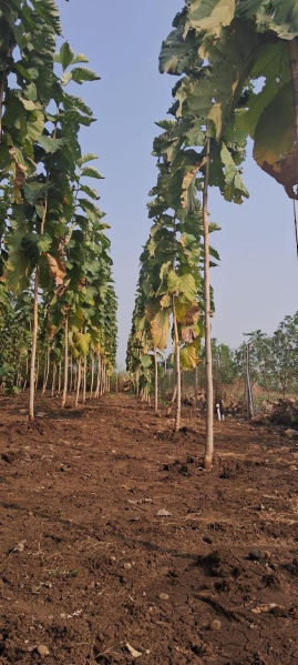  Commercial Land 6000 Sq.ft. for Sale in Hingna, Nagpur