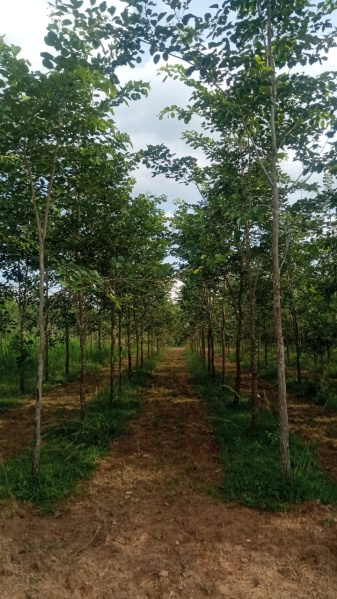  Commercial Land 200 Sq.ft. for Sale in Bhogapuram, Visakhapatnam