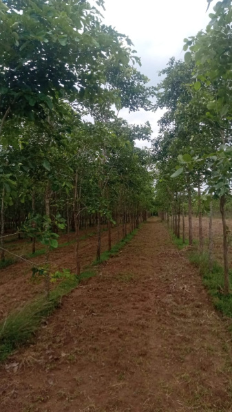  Commercial Land 200 Sq.ft. for Sale in Bhogapuram, Visakhapatnam