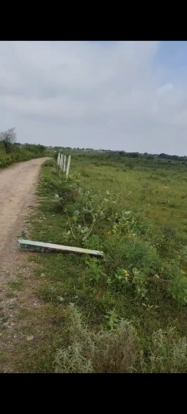  Agricultural Land 15 Bigha for Sale in Phulera, Jaipur