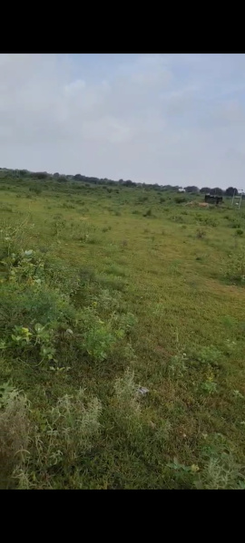  Agricultural Land 15 Bigha for Sale in Phulera, Jaipur