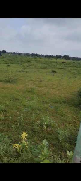  Agricultural Land 15 Bigha for Sale in Phulera, Jaipur