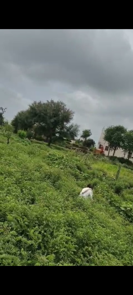  Agricultural Land 48 Bigha for Sale in Phulera, Jaipur