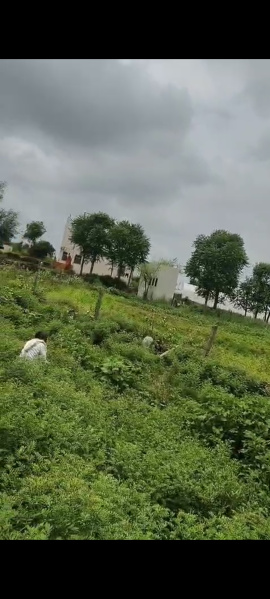  Agricultural Land 48 Bigha for Sale in Phulera, Jaipur