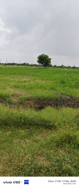  Agricultural Land 30 Bigha for Sale in Kalwar Road, Jaipur