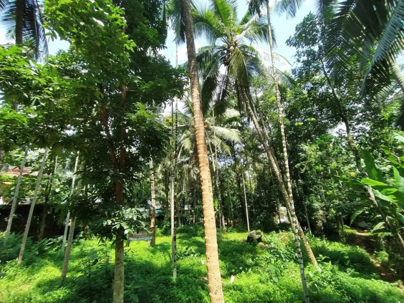  Commercial Land 13 Sq.ft. for Sale in Mukkam, Kozhikode