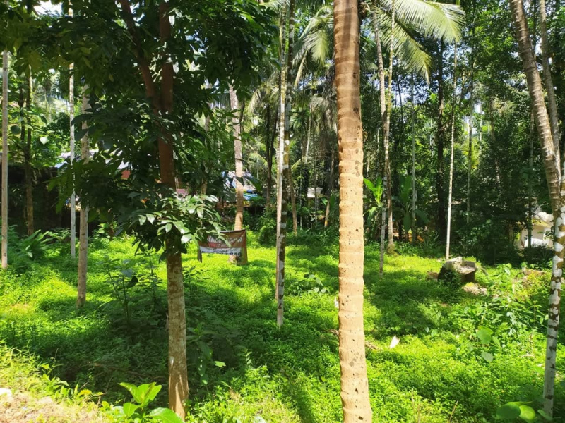  Commercial Land 13 Sq.ft. for Sale in Mukkam, Kozhikode