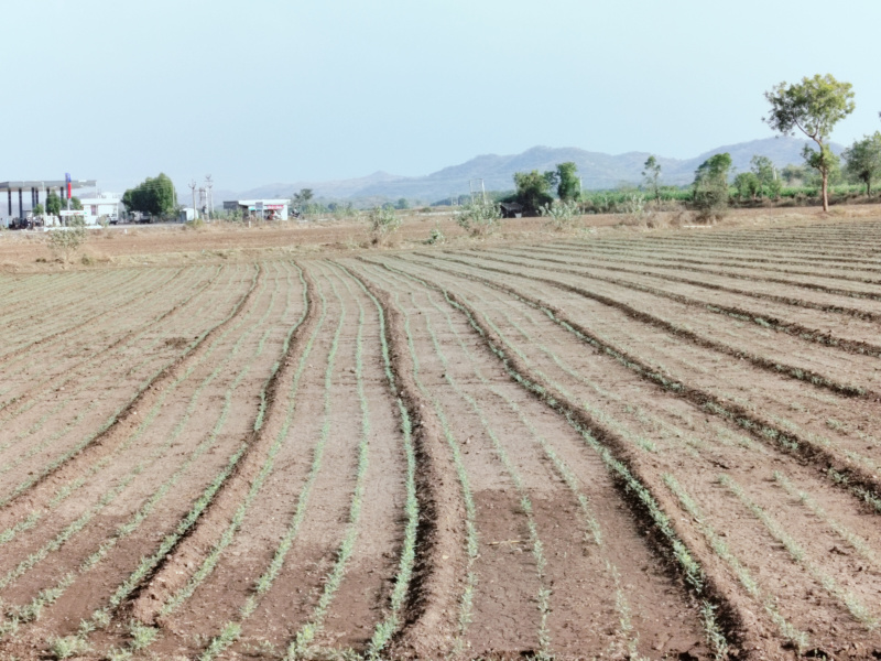  Agricultural Land 14 Bigha for Sale in Mahuva, Bhavnagar