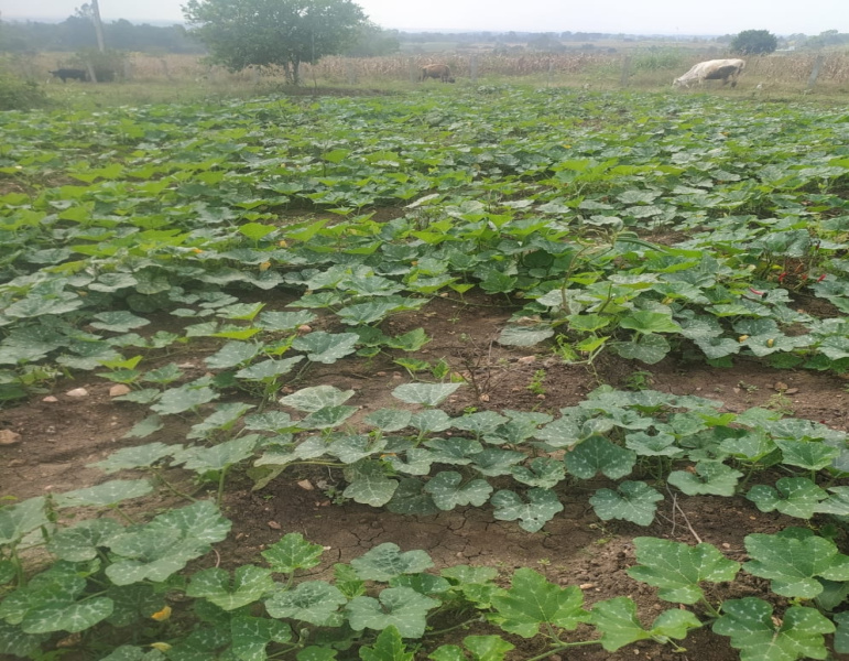  Agricultural Land 4 Acre for Rent in Belur Hassan
