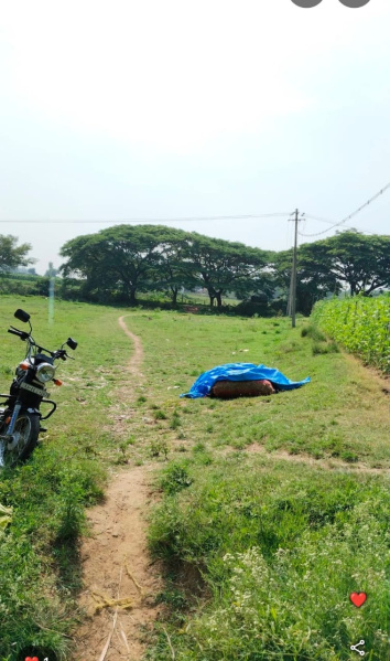  Agricultural Land 16 Acre for Rent in Belur Hassan