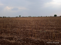 Agricultural Land for Sale in Murtijapur, Akola