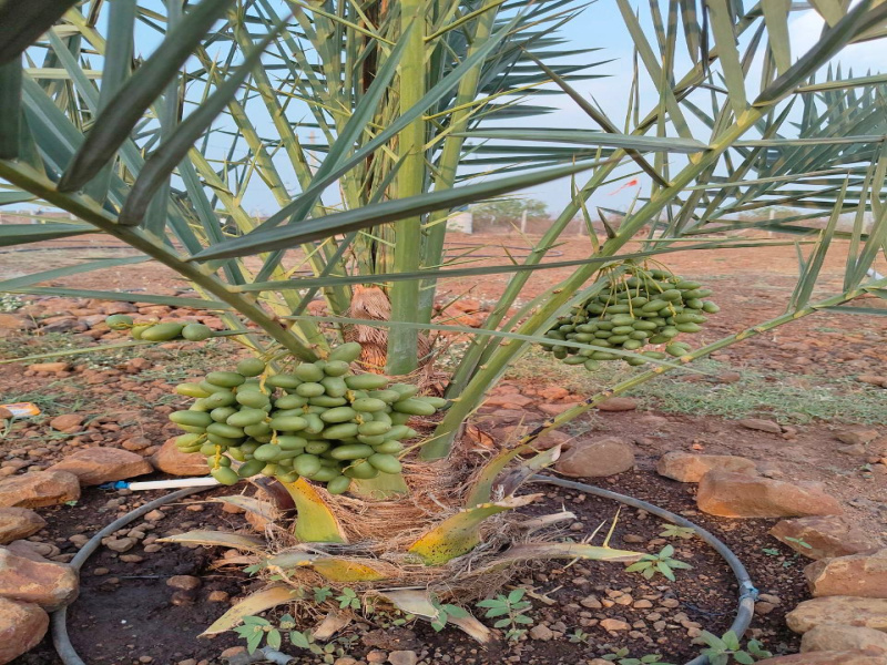  Agricultural Land 605 Sq. Yards for Sale in Narayankhed, Sangareddy