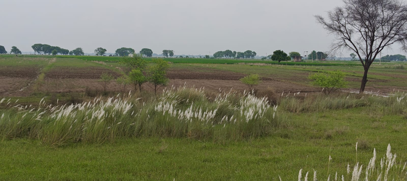  2 Acre Agricultural/Farm Land for Sale in Chaubepur, Varanasi