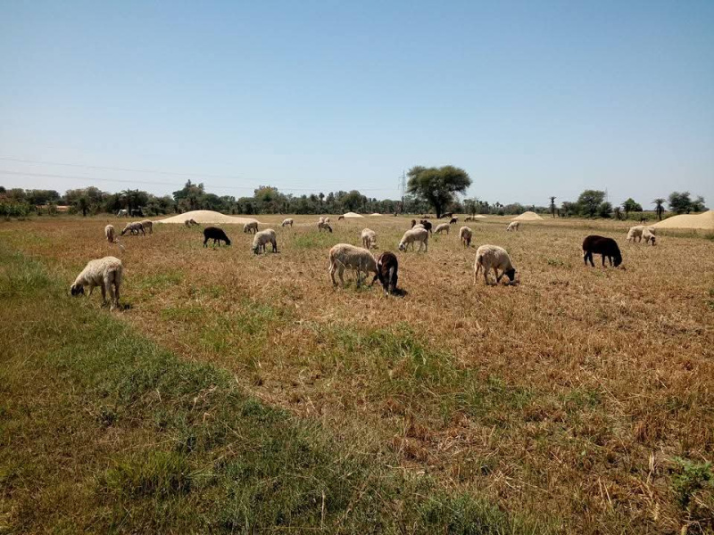  Agricultural Land 8 Bigha for Sale in Janamedi, Banswara