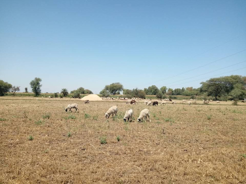 Agricultural Land 8 Bigha for Sale in Janamedi, Banswara