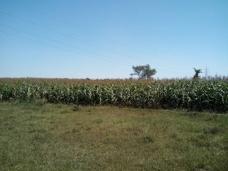  Agricultural Land 8 Bigha for Sale in Janamedi, Banswara