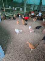  Farm House for Sale in Seethanagaram, East Godavari