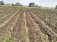  Agricultural Land for Sale in Omkareshwar, Khandwa