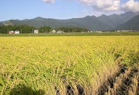  Farm House for Sale in Tarbha, Subarnapur