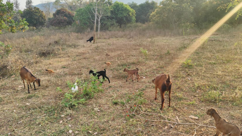  Agricultural Land 20 Acre for Sale in Brahma Nagar, Berhampur