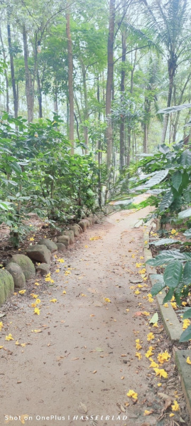  Agricultural Land 20 Acre for Sale in Brahma Nagar, Berhampur