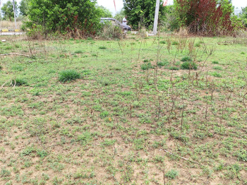  Residential Plot for Sale in Raghunathpalle, Jangaon