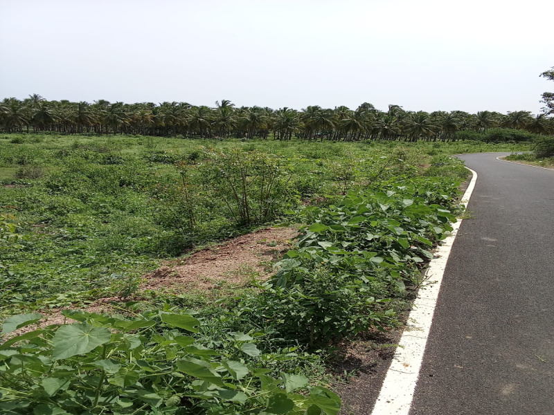  5 Acre Residential Plot for Sale in Bargur, Krishnagiri