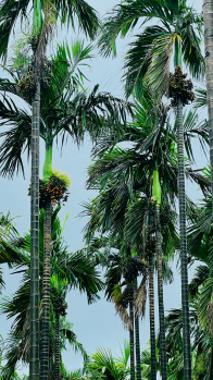  Agricultural Land for Sale in Tirthahalli, Shimoga