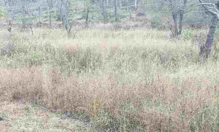  Residential Plot 4 Bigha for Sale in Sarahan, Sirmour