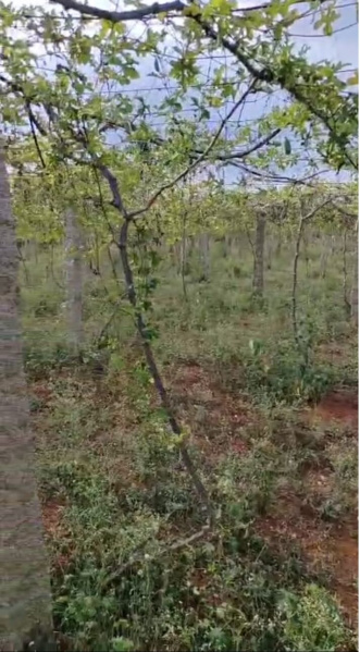  Residential Plot 476 Cent for Sale in Chinnalapatti, Dindigul