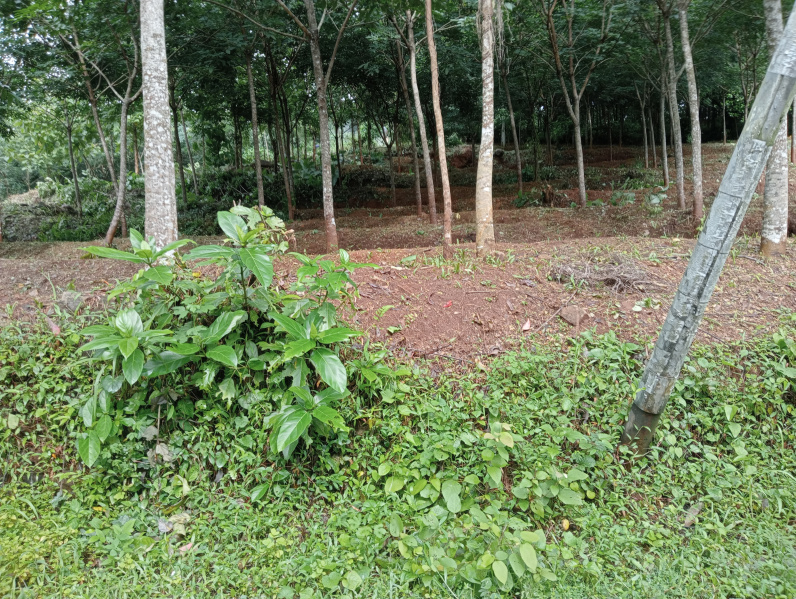  Residential Plot 30 Cent for Sale in Chelakkara, Thrissur