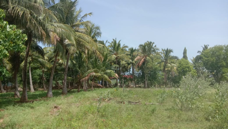  Residential Plot 2 Acre for Sale in Panagudi, Tirunelveli