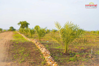  Agricultural Land for Sale in Narayankhed, Sangareddy