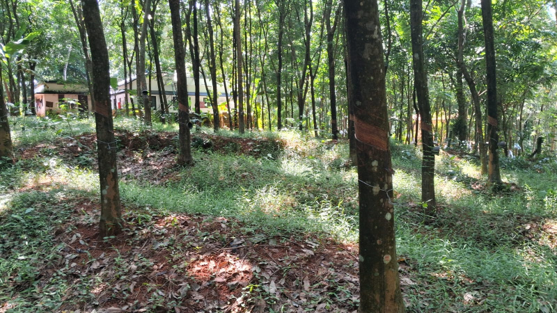  Residential Plot 58 Cent for Sale in Mannarkkad, Palakkad