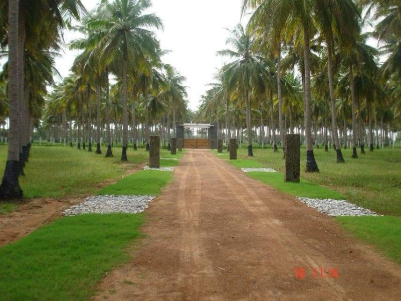  Agricultural Land 7500 Sq.ft. for Sale in Cheyyur, Chengalpattu