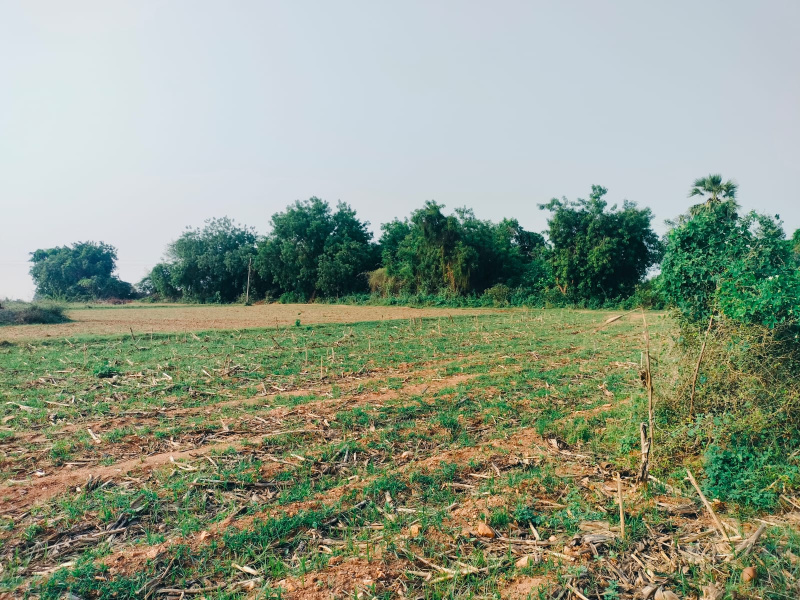  Agricultural Land 2 Acre for Sale in Chintakani, Khammam