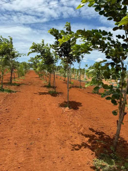  Agricultural Land for Sale in Maduranthakam, Chengalpattu