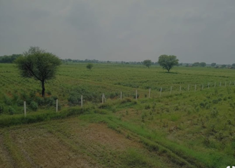  Residential Plot 2 Bigha for Sale in Naugaon, Alwar