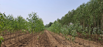  Agricultural Land for Sale in Biharigarh, Saharanpur